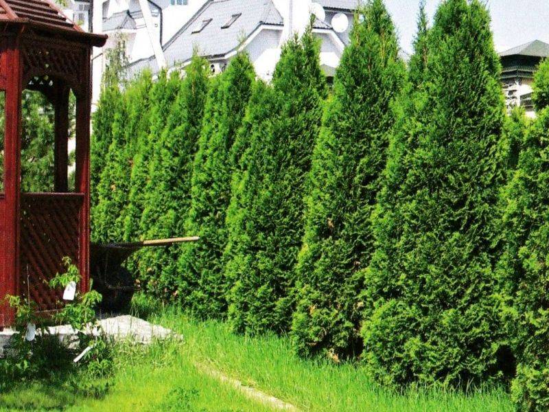 Голубые туи (17 фото): популярные сорта, особенности посадки и ухода за туей с голубой хвоей